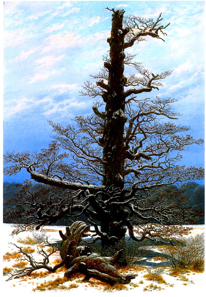 Oak Tree in the Snow