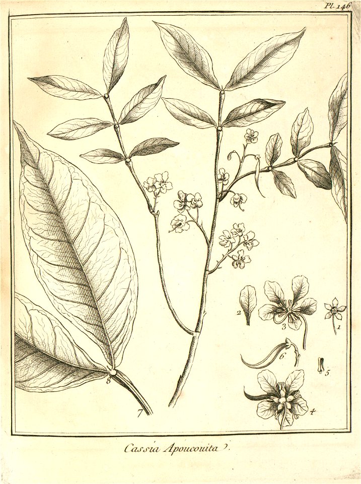 Cassia apoucouita Aublet 1775 pl 146