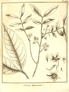 Cassia apoucouita Aublet 1775 pl 146