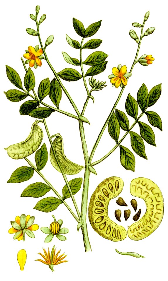 Cassia senna Ypey80-cropped