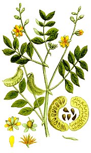 Cassia senna Ypey80-cropped