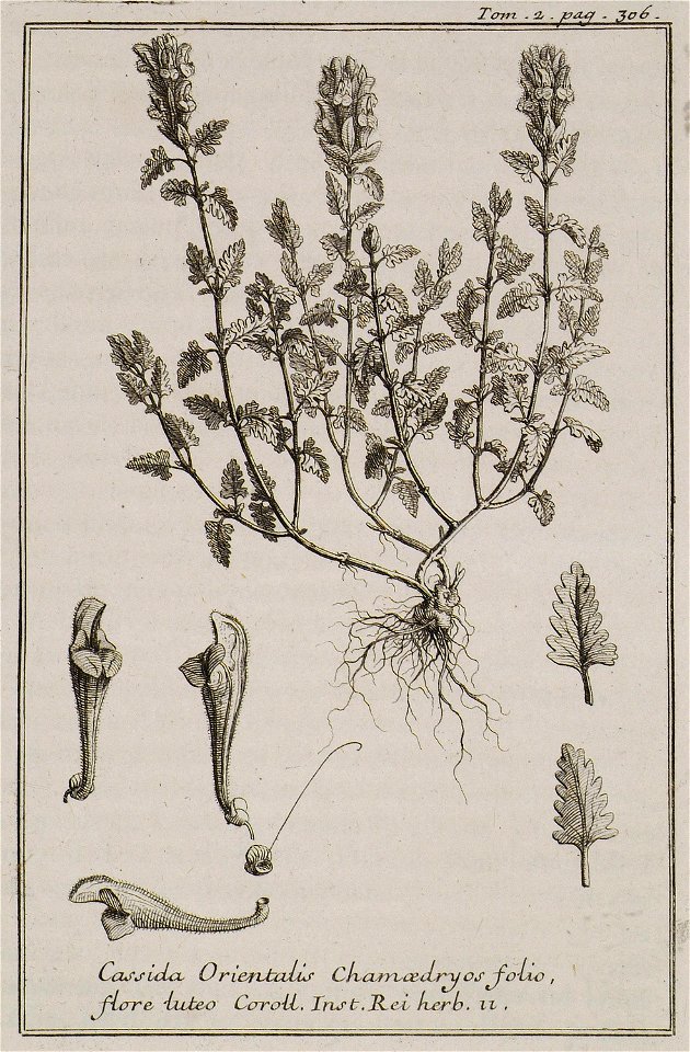 Cassida Orientalis Chamedryos folio, flore luteo Coroll Inst Rei herb 11 - Tournefort Joseph Pitton De - 1717