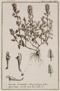 Cassida Orientalis Chamedryos folio, flore luteo Coroll Inst Rei herb 11 - Tournefort Joseph Pitton De - 1717