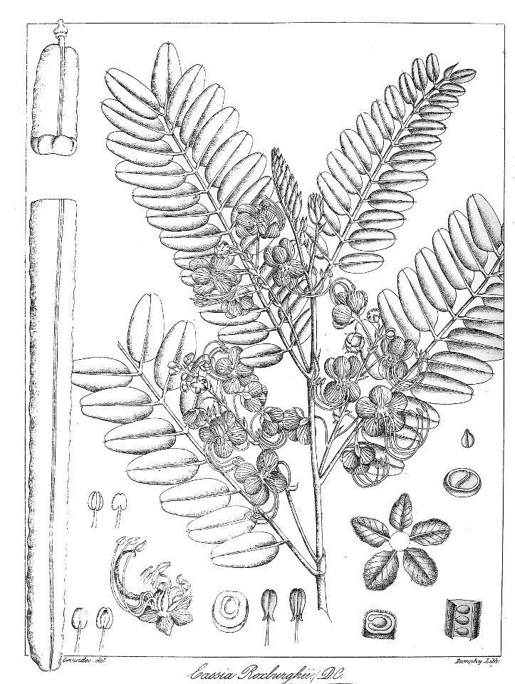 Cassia roxburghii Govindoo