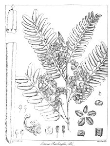 Cassia roxburghii Govindoo