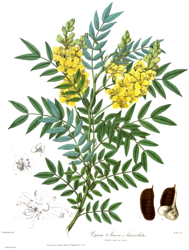 CassiaLanceolataRoyle