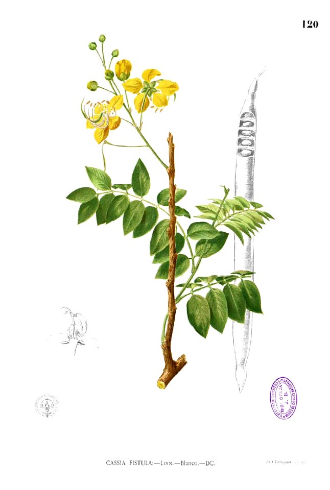 Cassia fistula Blanco1.120