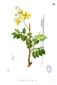 Cassia fistula Blanco1.120