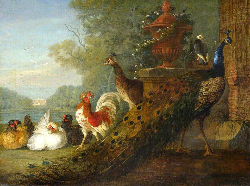 Pieter Casteels (1684-1749) - Peacock and Chickens, with a View of a House - 207846 - National Trust