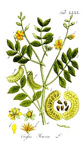 Cassia senna Ypey80
