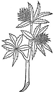 Castaneus Gart