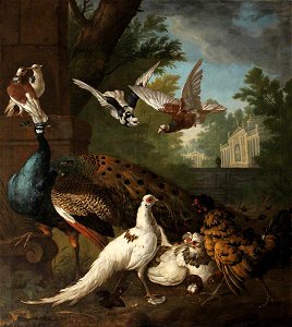 Pieter Casteels (1684-1749) - Birds in a Landscape - 608987 - National Trust