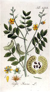 Cassia senna Ypey80-original