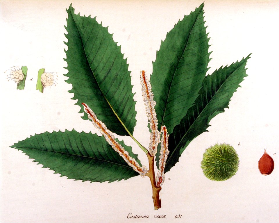 Castanea vesca — Flora Batava — Volume v12