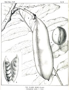 Castanospermum australe01