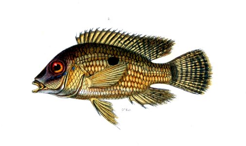Castelnau-poissons Geophagus obscurus