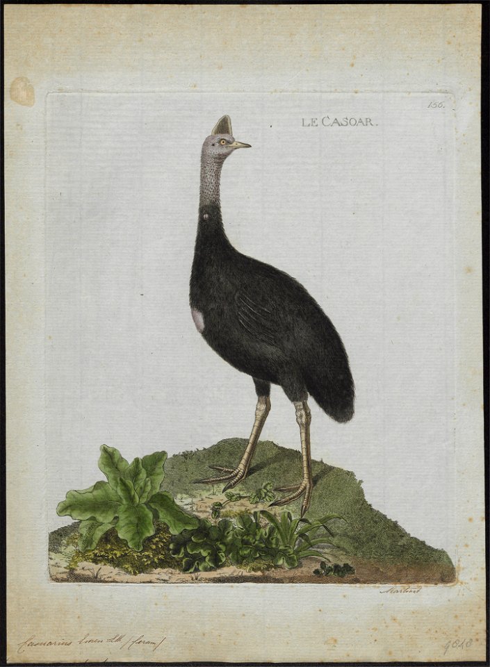 Casuarius emeu - 1790-1796 - Print - Iconographia Zoologica - Special Collections University of Amsterdam - UBA01 IZ18900053
