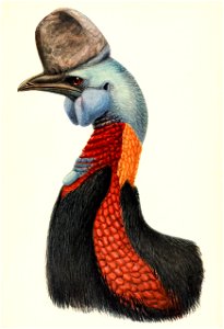 Casuarius unappendiculatus mitratus 1907