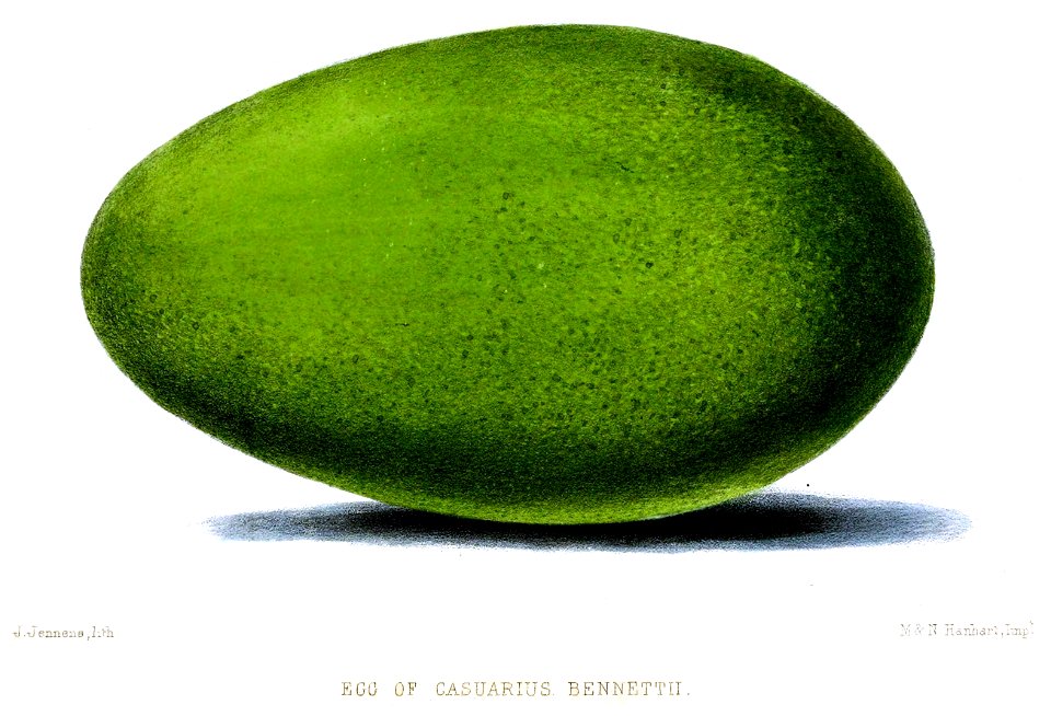 CasuariusBennettiiEgg