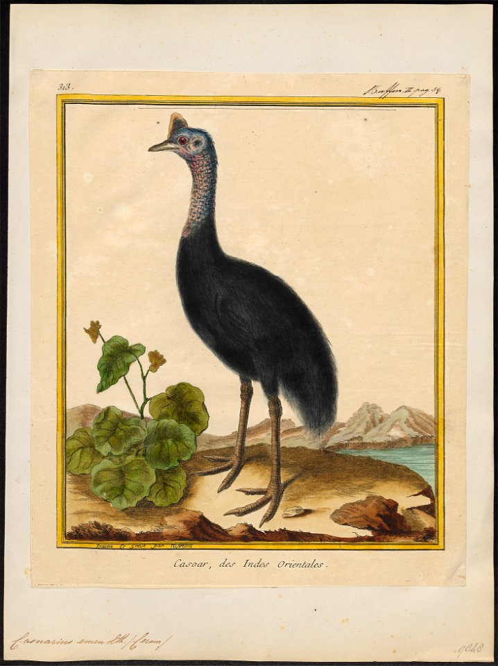 Casuarius emeu - 1700-1880 - Print - Iconographia Zoologica - Special Collections University of Amsterdam - UBA01 IZ18900051