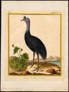Casuarius emeu - 1700-1880 - Print - Iconographia Zoologica - Special Collections University of Amsterdam - UBA01 IZ18900051