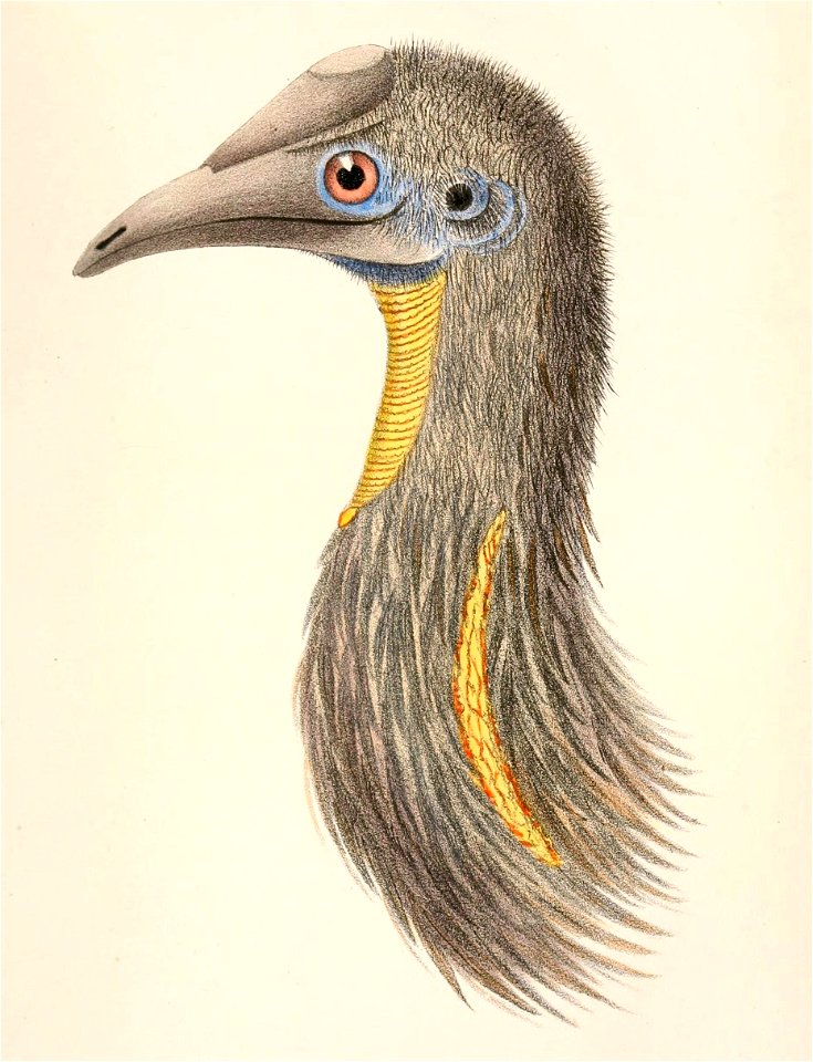 Casuarius unappendiculatus 1860