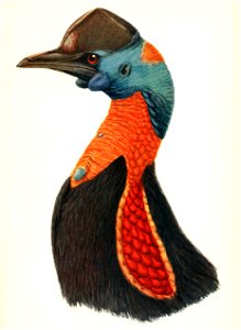 Casuarius doggetti 1907