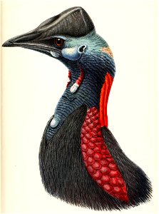 Casuarius jamrachi 1907