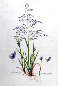 Catabrosa aquatica — Flora Batava — Volume v8. Free illustration for personal and commercial use.