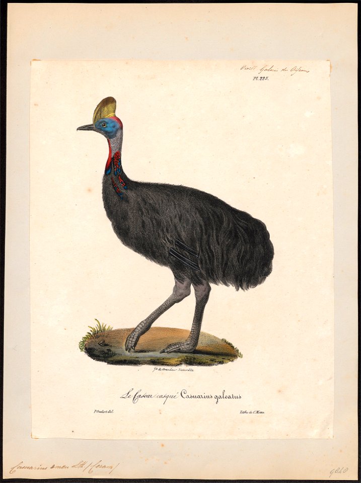 Casuarius emeu - 1825-1834 - Print - Iconographia Zoologica - Special Collections University of Amsterdam - UBA01 IZ18900055