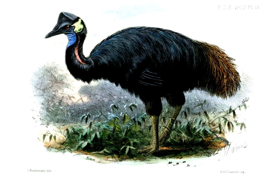CasuariusKaupiKeulemans