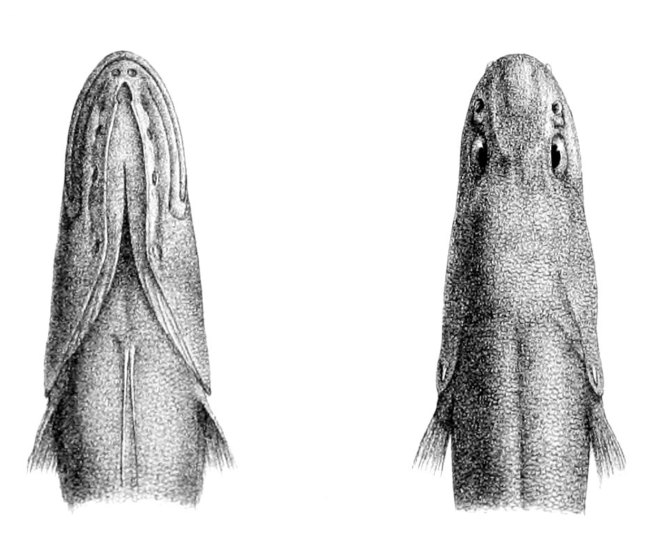 Cataetyx messieri1