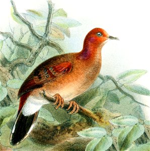 Catalogueofbirds21briti 0719b