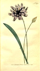 Catananche caerulea