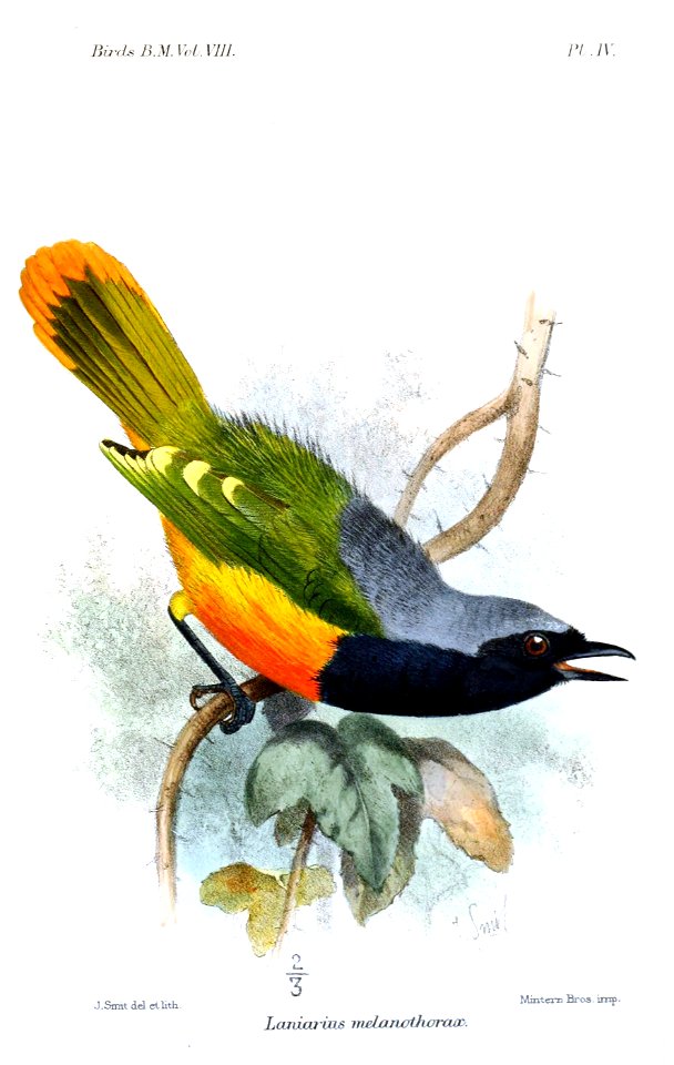 Catalogueofbirds08brit 0411a