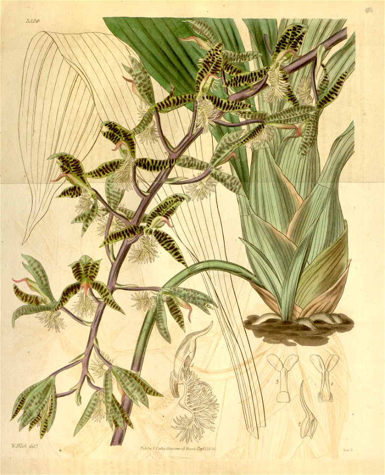 Catasetum barbatum ( as Myanthus b.)- Curtis v. 63 pl 3514