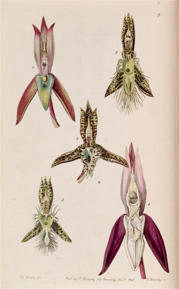 Catasetum callosum - cristatum (as cornutum) - barbatum - laminatum - lanciferum - Edwards vol 27 (NS 4) pl 5 (1841)