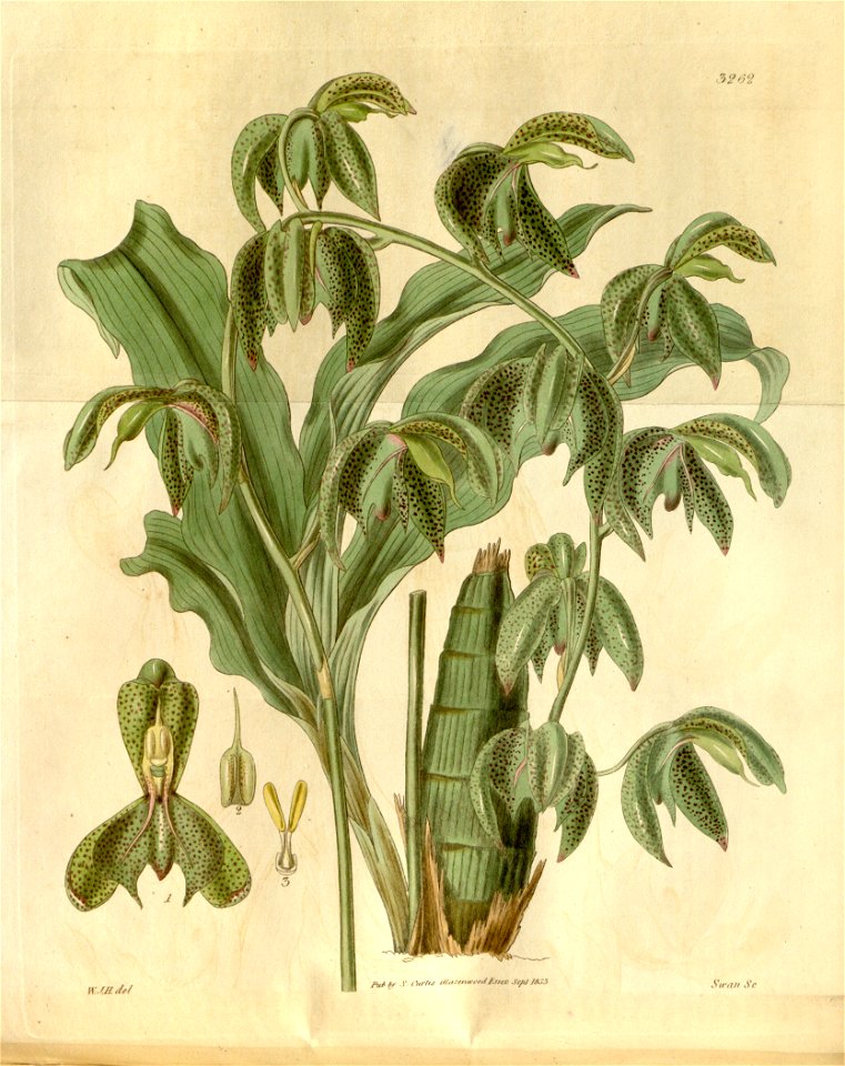 Catasetum cernuum (as Catasetum trifidum) - Curtis' 60 (N.S. 7) pl. 3262 (1833). Free illustration for personal and commercial use.