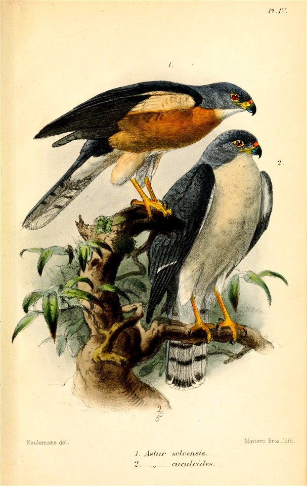 Catalogueofbirds01brit 0507