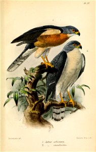 Catalogueofbirds01brit 0507