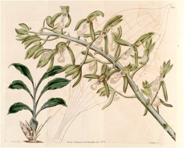 Catasetum cristatum - Bot. Reg. 12 pl. 966 (1826)