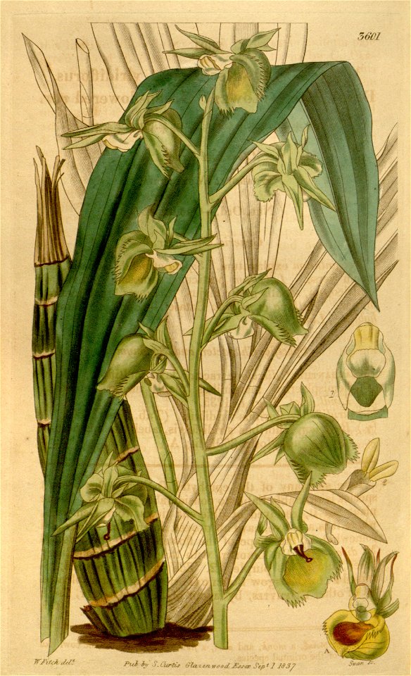 Catasetum discolor (as Monachanthus discolor var. viridiflorus) - Curtis' 64 (N.S. 11) pl. 3601 (1837)