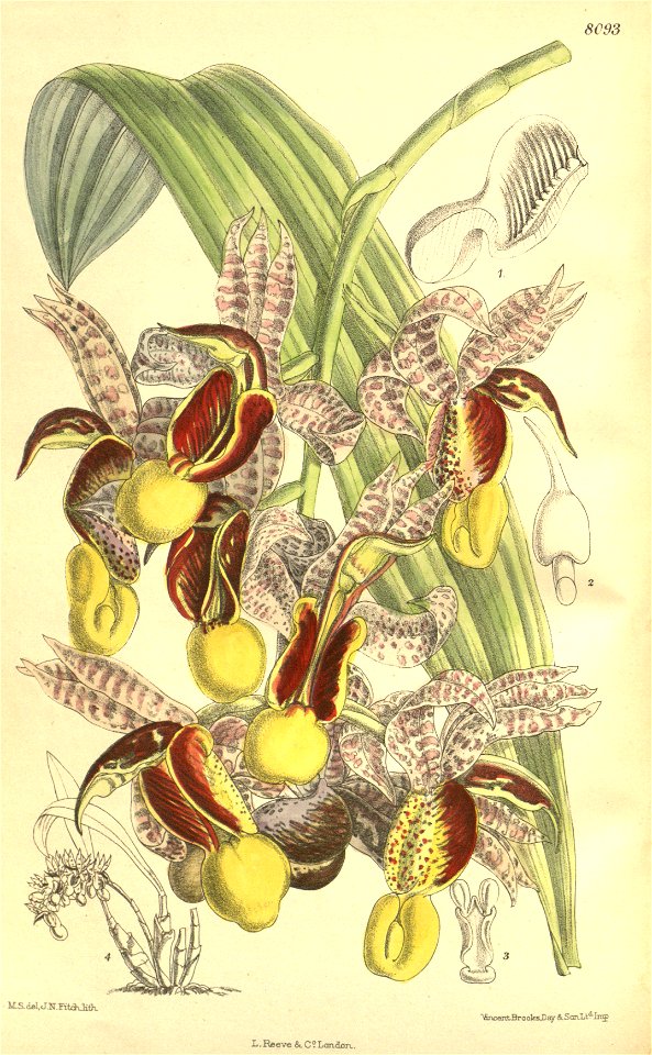 Catasetum galeritum