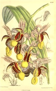Catasetum galeritum