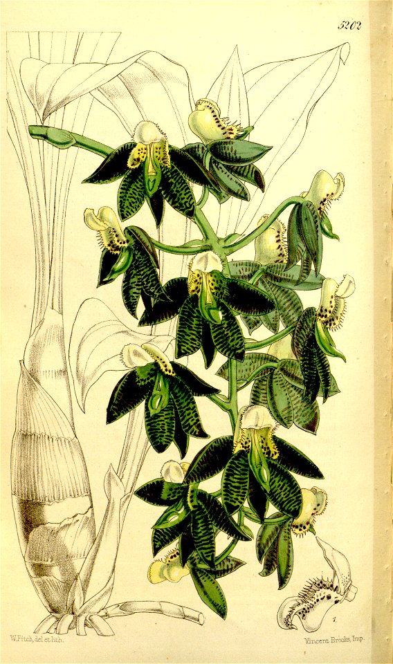 Catasetum atratum
