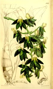 Catasetum atratum