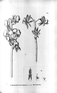 Catasetum gnomus - Catasetum rivularium - Fl.Br.3-5-085. Free illustration for personal and commercial use.
