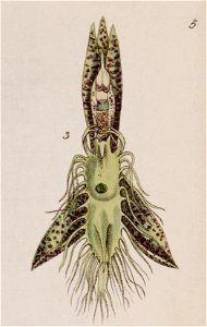 Catasetum barbatum - fig. 3, cut from Edwards vol 27 (NS 4) pl 5 (1841)