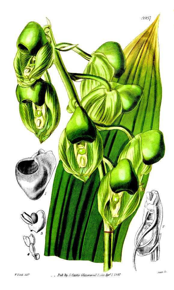 Catasetum integerrimum (as syn. ''Catasetum wailesii'') - Curtis' 68 pl. 3937 (1842)