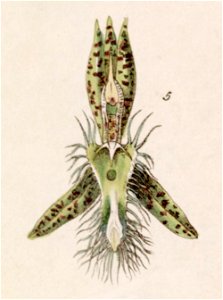 Catasetum lanciferum- fig. 5, cut from Edwards vol 27 (NS 4) pl 5 (1841)